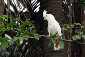 Philippine Cockatoo