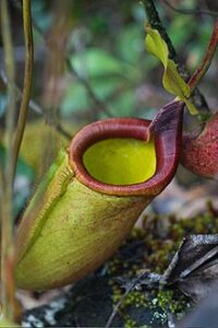 Nepenthes_deaniana