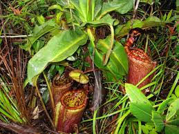 Nepenthes philippinensis, Pitcher plant