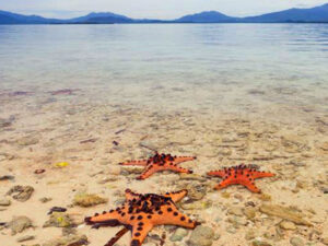 Honda-Bay-Starfish-Island