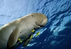 Dugong